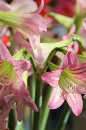 Zolang de voorraad strekt | Tuinamaryllis (Hippeastrum ‘Sonatini Pink Rascal‘_