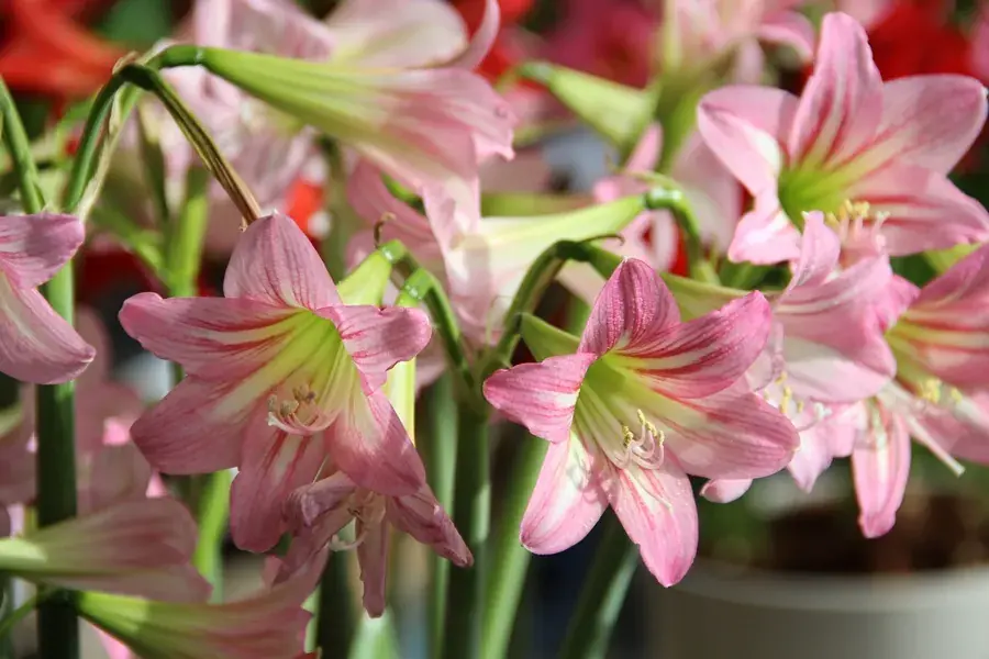 Zolang de voorraad strekt | Tuinamaryllis (Hippeastrum ‘Sonatini Pink Rascal‘_