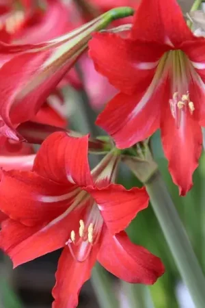 Actie loopt bijna af - Tuinamaryllis (Hippeastrum ‘Sonatini Balentino‘)