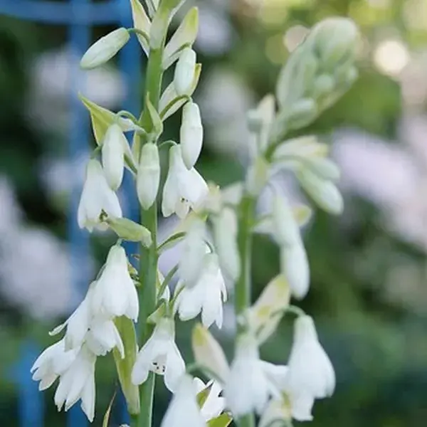Nu beschikbaar - Kaapse hyacinth (Galtonia candicans)