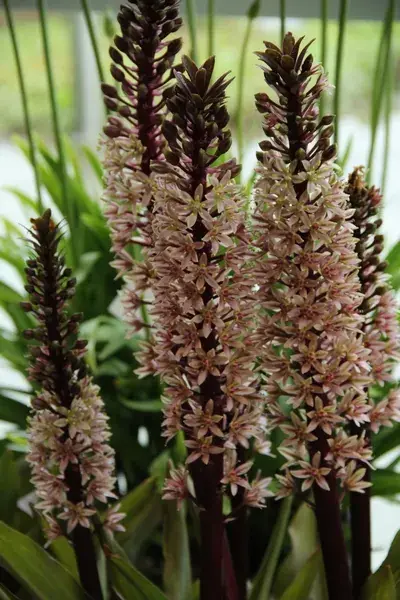Topkwaliteit | Eucomis (Eucomis comosa ‘Sparkling Rosy‘)