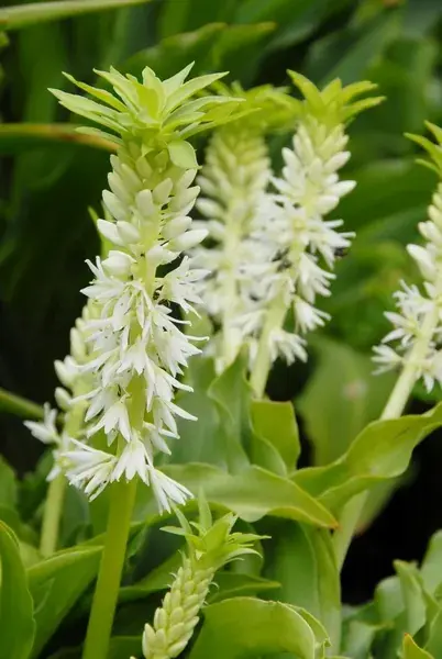 Nieuw gelanceerd | Eucomis (Eucomis autumnalis)