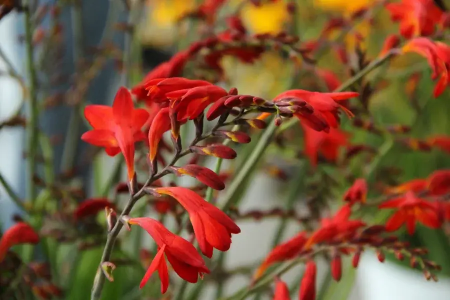 Populair - Montbretia (Crocosmia ‘Emberglow‘)
