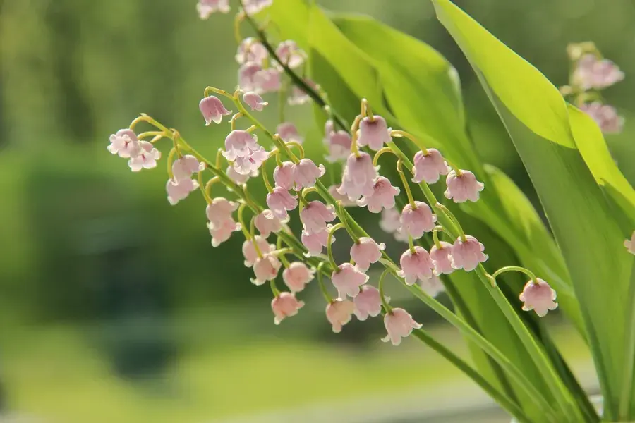 Lelietje der dalen bloembol (Convallaria majalis ‘Rosea‘) - Premium