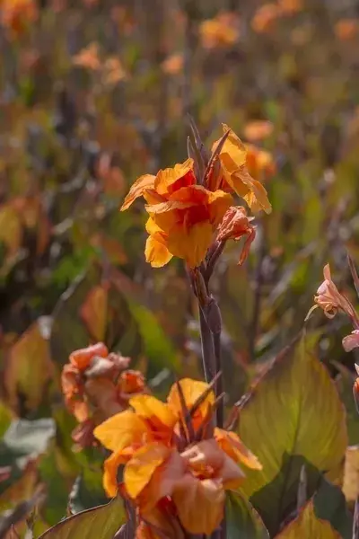 Indisch Bloemriet (Canna ‘Wyoming‘) | Nieuw binnengekomen