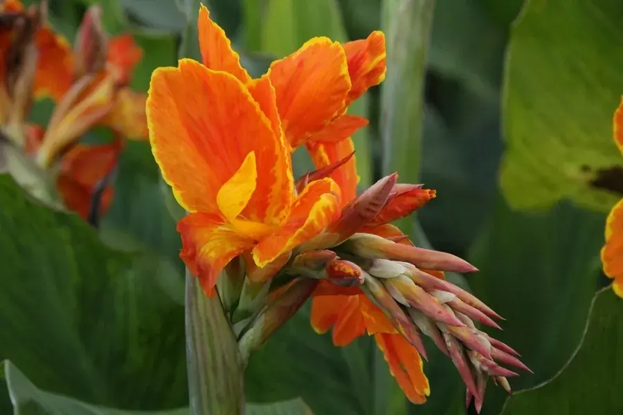 Favoriet van klanten | Indisch Bloemriet (Canna ‘Taroundant‘)