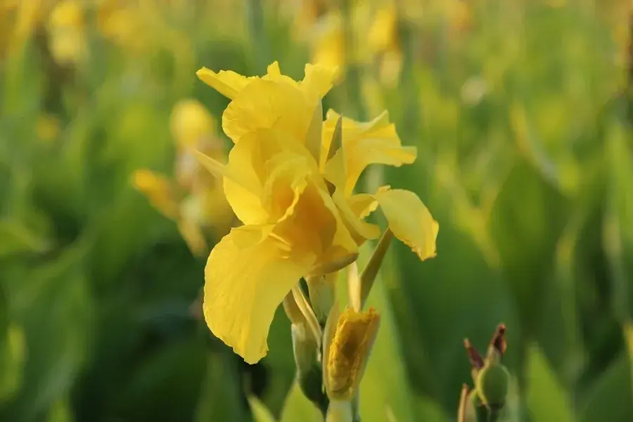 Vanaf nu beschikbaar | Indisch Bloemriet (Canna ‘Richard Wallace‘)