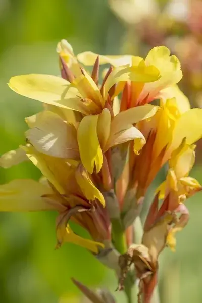 Nieuw gelanceerd | Indisch Bloemriet (Canna ‘Fiësta‘)