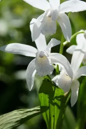 Aardorchidee bloembol (Bletilla striata ‘Alba‘) | Superprijs