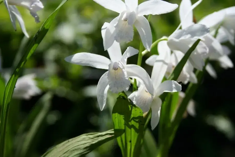 Aardorchidee bloembol (Bletilla striata ‘Alba‘) | Superprijs