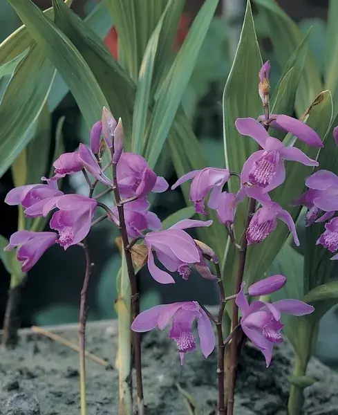 Voordeelprijs - Aardorchidee bloembol (Bletilla striata)