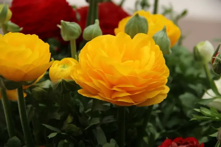 Bestelbaar | Ranonkel (Ranunculus asiaticus ‘Aviv‘ geel)