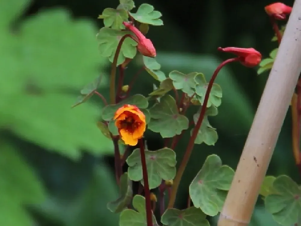 Alleen deze week - Knolcapucien (Tropaeolum tuberosum ‘Ken Aslet‘)