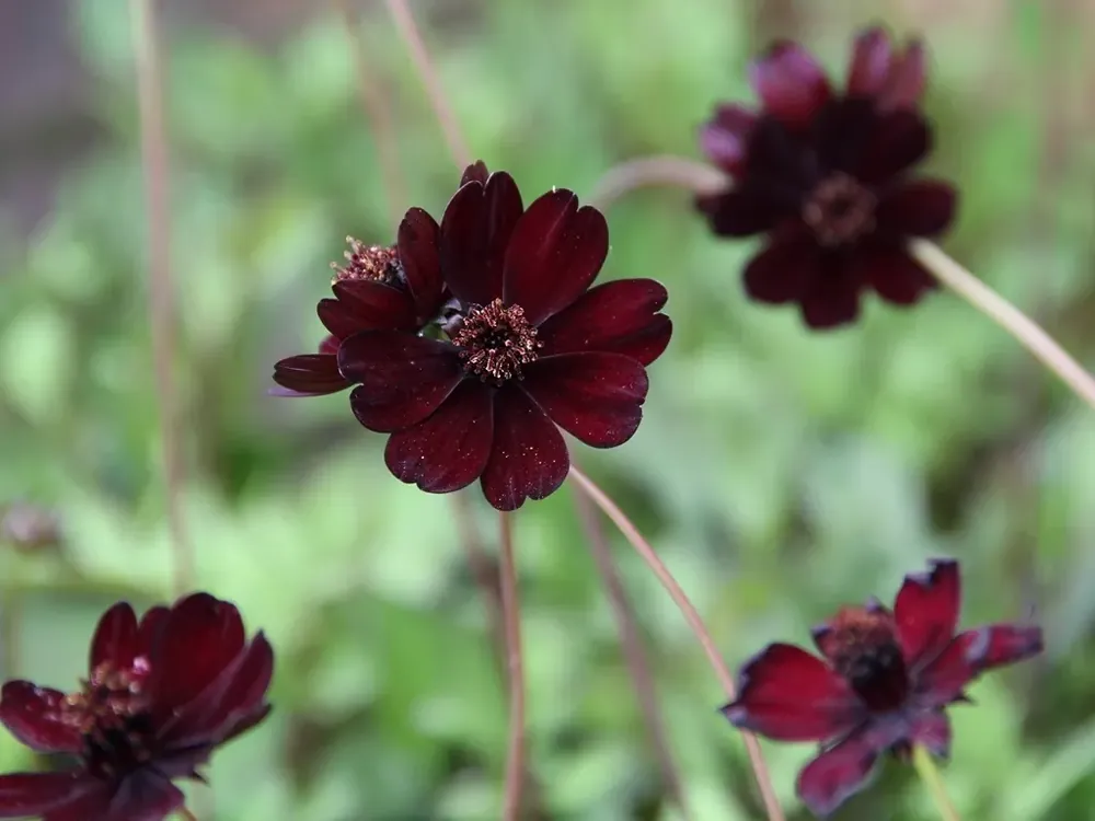 Chocoladeplant als bol (Cosmos atrosanguineus) - Actie
