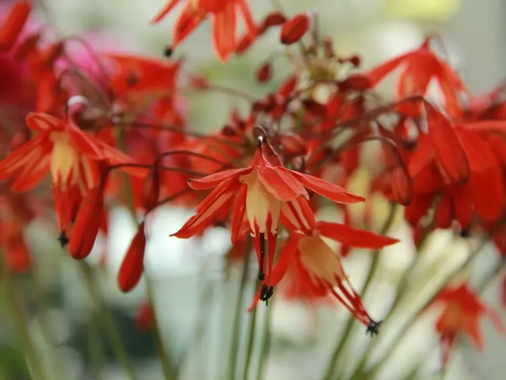 Koraaldruppel (Bessera Elegans) | Online kopen