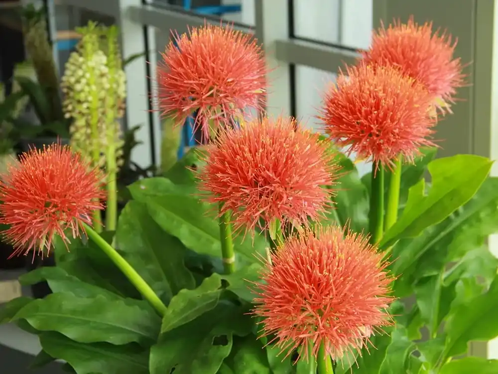 Poederkwast (Scadoxus multiflorus subsp. multiflorus) | Koop vandaag