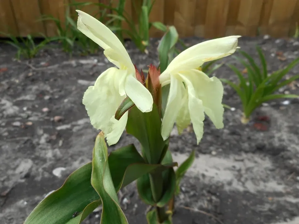 Gember Orchidee (Roscoea ‘Beesiana‘) - Bespaar nu