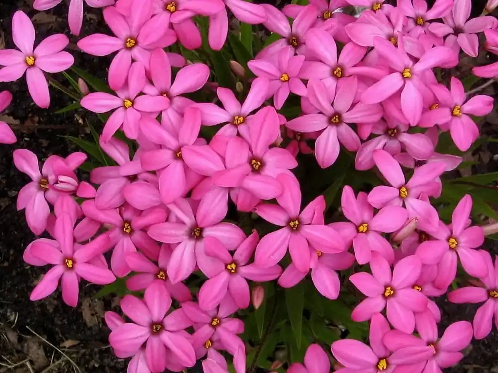 Premiumkwaliteit - Sterretjesgras (Rhodoxis ‘Ruby Giant‘) bloembol