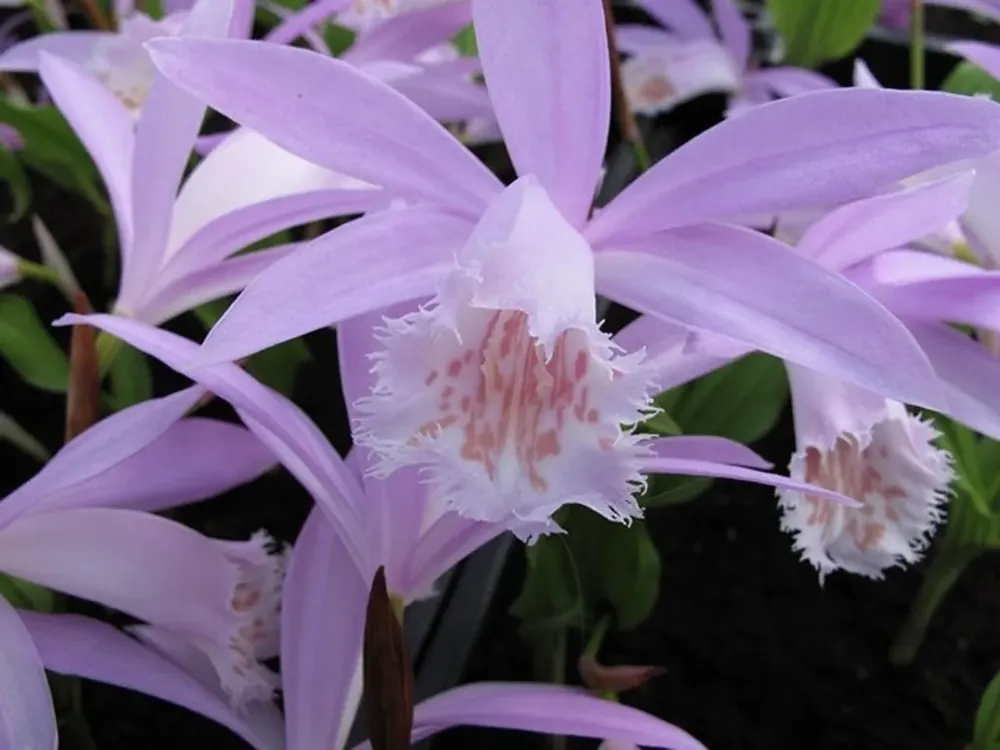 Orchidee (Pleione formosana) - Fabrieksprijs