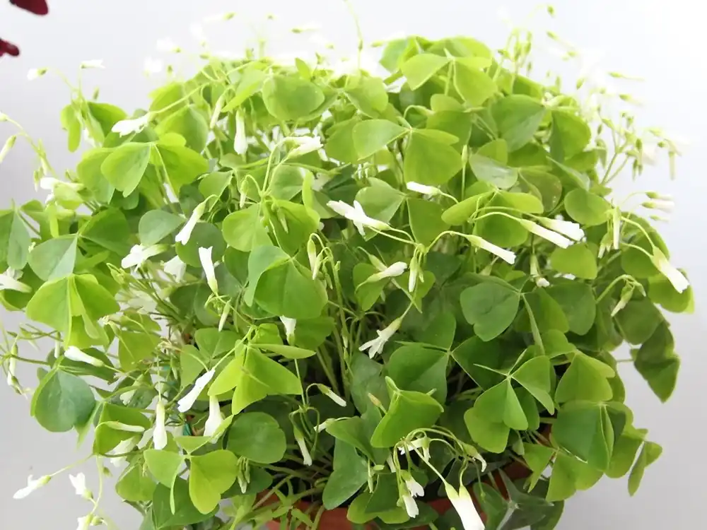 Op = op - Geluksklaver (Oxalis triangularis ssp. papilionacea (regnelli))