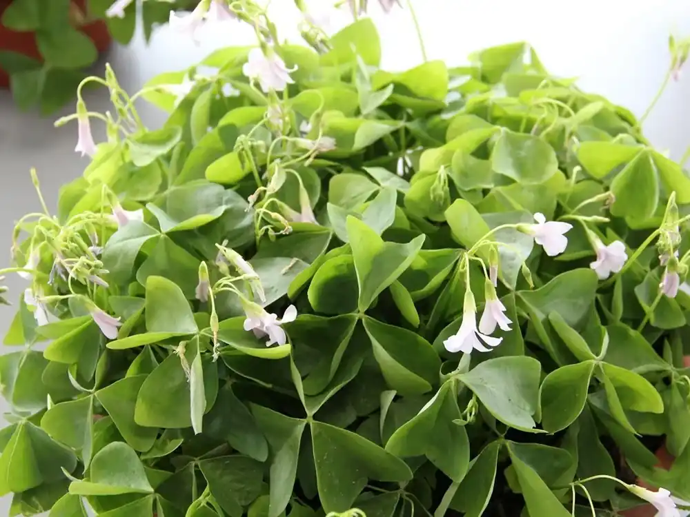 klavertje vier (Oxalis triangularis) | Laatste kans