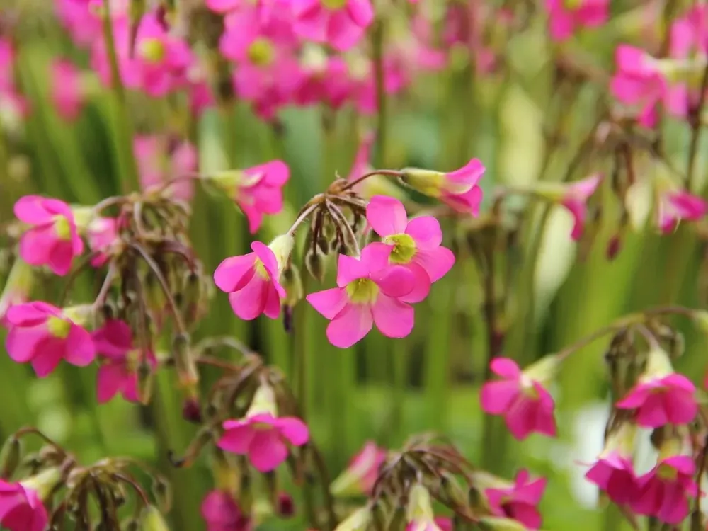 Klavertje vier (Oxalis lasiandra) - Trending