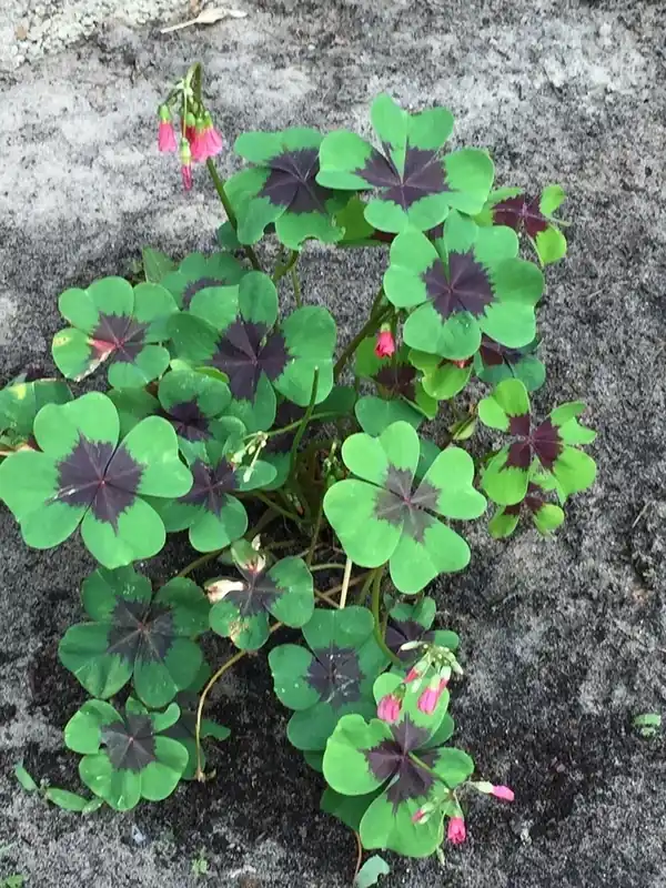 Klavertje vier (Oxalis deppei ‘Iron Cross‘) - Klaar voor verzending