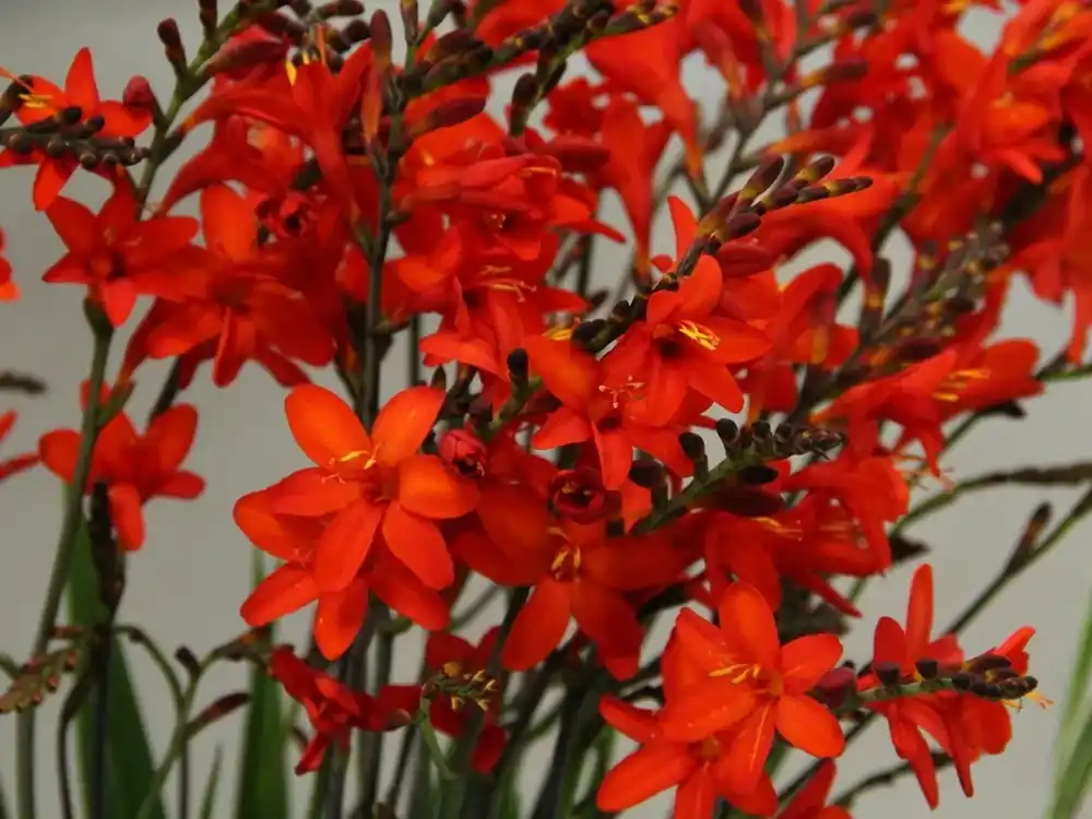 Montbretia bloembol (Crocosmia ‘Lucifer‘) - Nieuw product