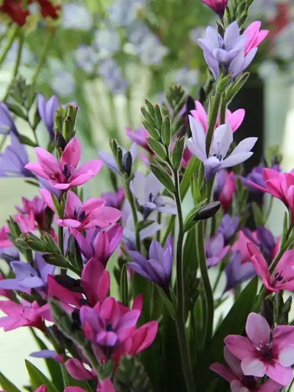 Baviaanbloem (Babiana stricta) | Gratis retourneren