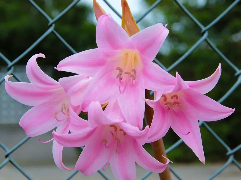 Erg populair | Tuin-amaryllis (Amaryllis belladonna)