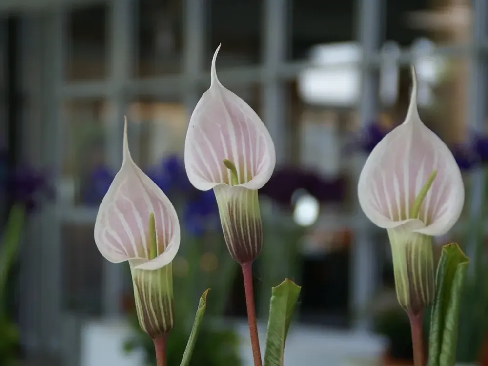 Bespaar meer - Japanse cobraleliie (Arisaema candidissimum)