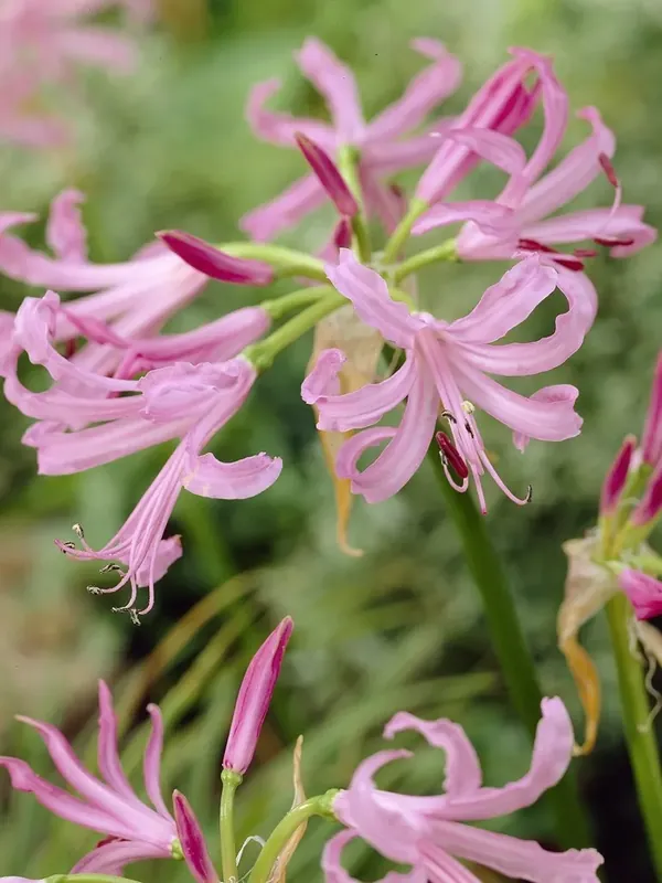 Kliplelie (Nerine bowdenii) | Klantfavoriet