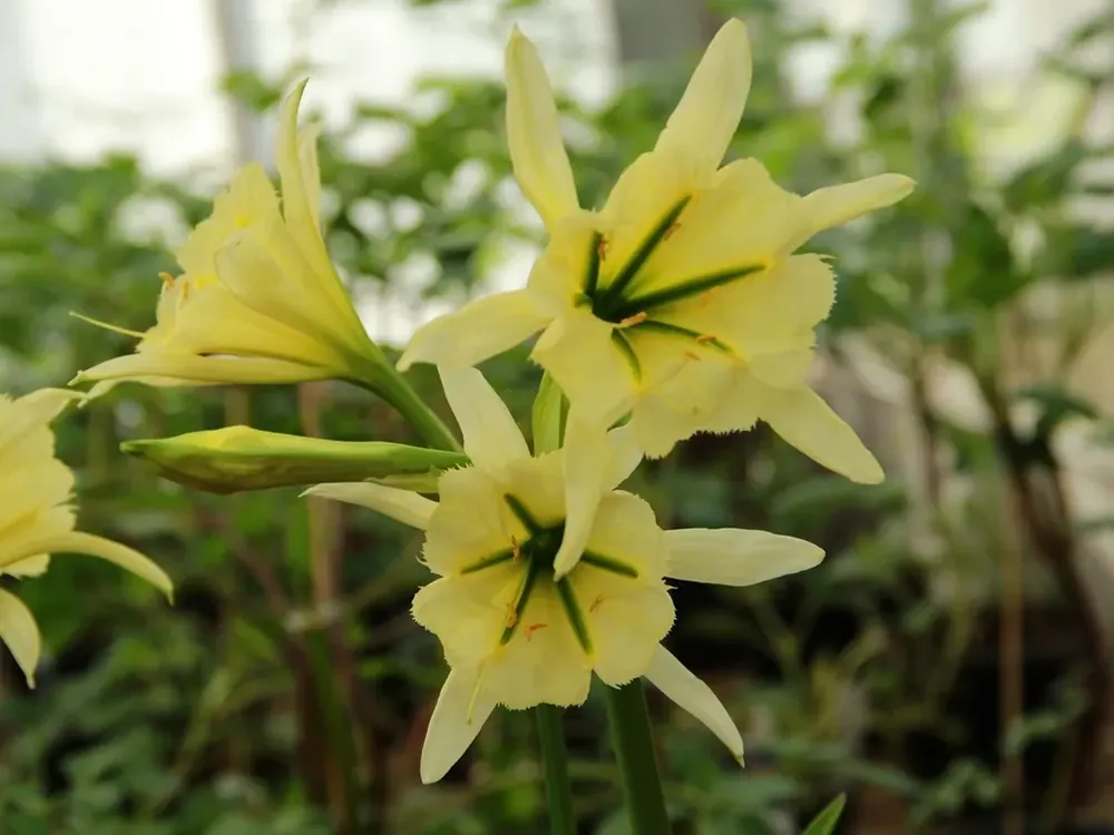 Premiumkwaliteit | Gele Spinlelie (Hymenocallis ‘Sulphur Queen‘)