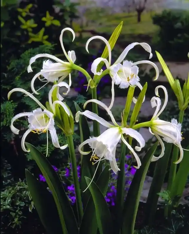 Spinlelie (Hymenocallis festalis ‘Zwanenburg‘) | Pak je kans
