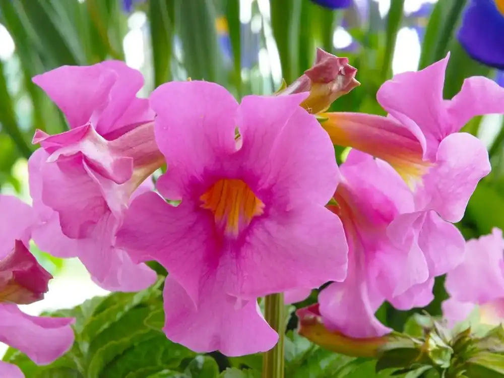 Beste prijs - Bloeiende varen (Incarvillea delavayi)