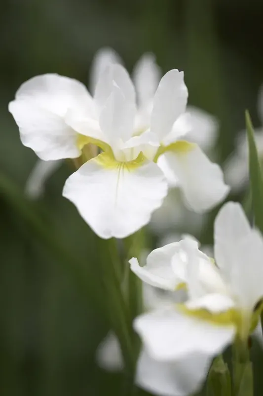 Siberische lis (Iris sibirica ‘Snow Queen‘) - bloembol | Aanrader