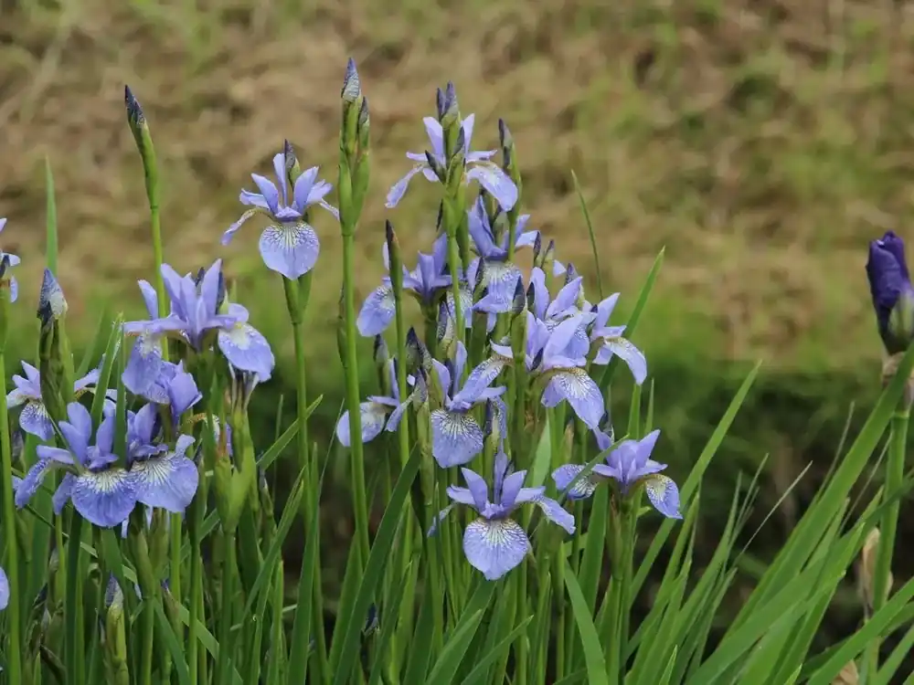 Siberische lis (Iris sibirica ‘Perry‘s Blue‘) | Hoog gewaardeerd
