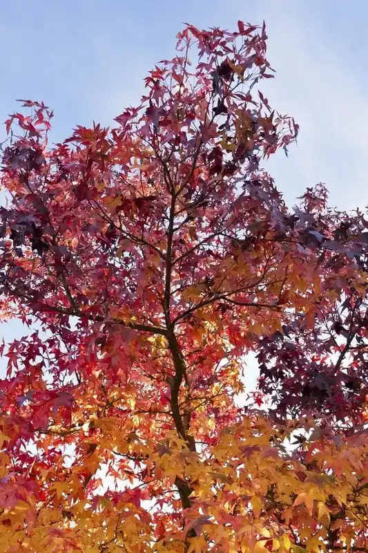 Amberboom (Liquidambar styraciflua) | Alleen vandaag