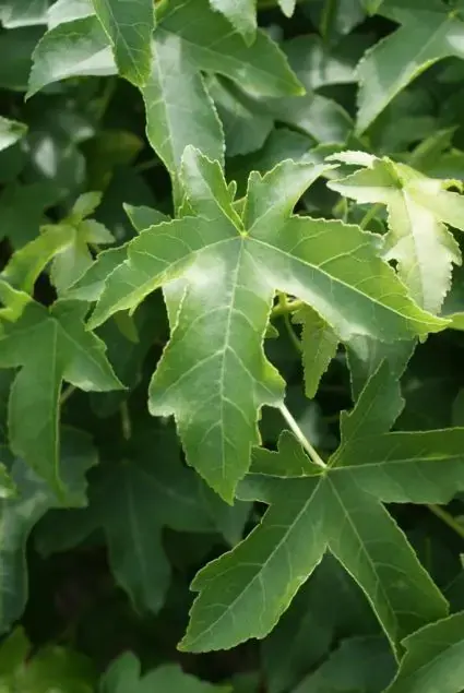 Liquidambar ‘Gum Ball‘ bestellen met groeigarantie | Favoriet van klanten