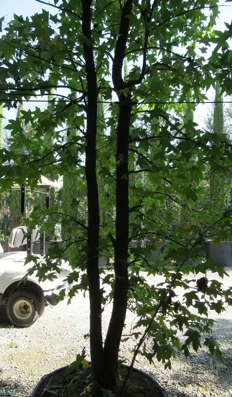 Meerstammige amberboom (Liquidambar styraciflua) | Klaar voor verzending