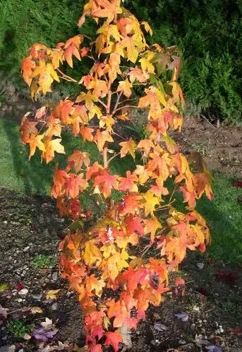 Deal - Amberboom (Liquidambar styraciflua ‘Golden Sun‘)