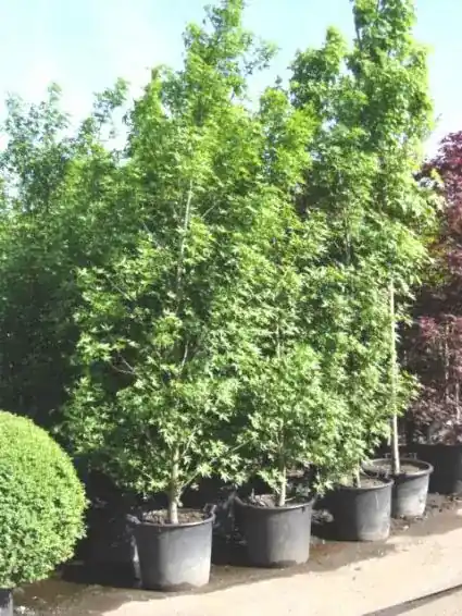 Premiumkwaliteit - Amberboom als struik (Liquidambar styraciflua ‘Worplesdon‘)