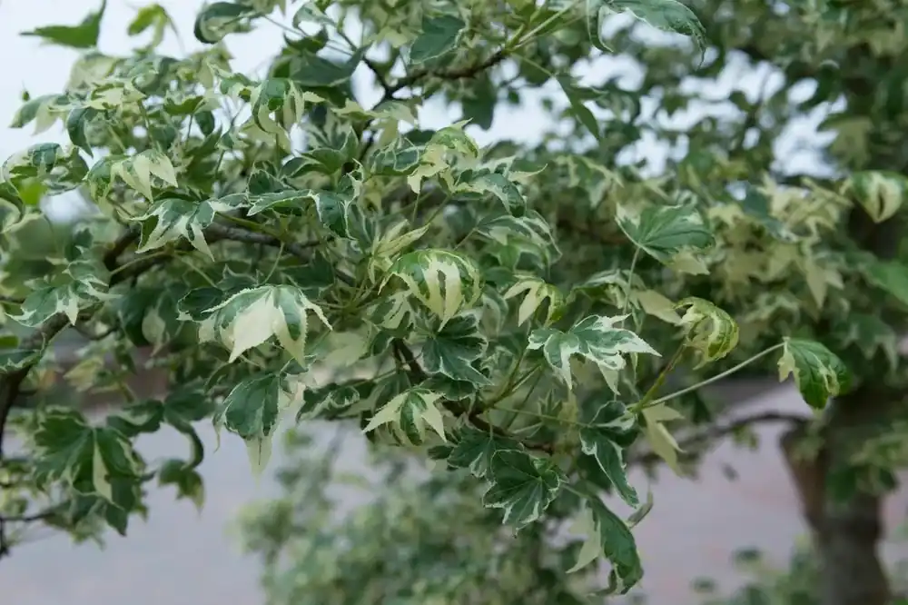 Amberboom als struik (Liquidambar styraciflua ‘Variegata‘) - Koopje