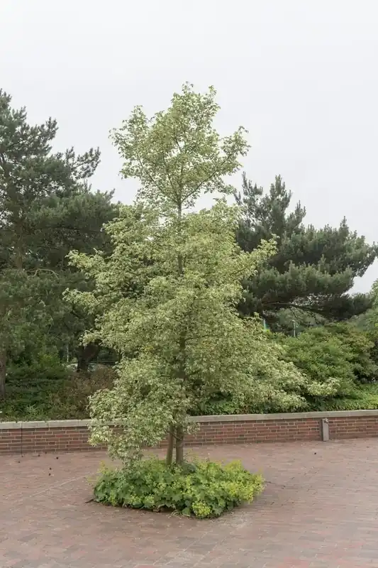 Amberboom (Liquidambar styraciflua ‘Variegata‘) - Opruiming