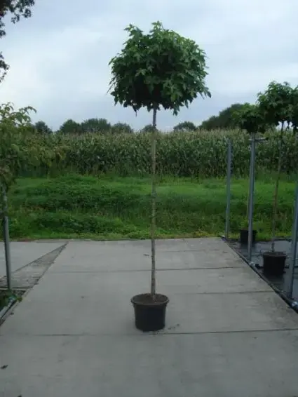 Zeer goed beoordeeld | Amberboom op stam (Liquidambar ‘Gum Ball‘)