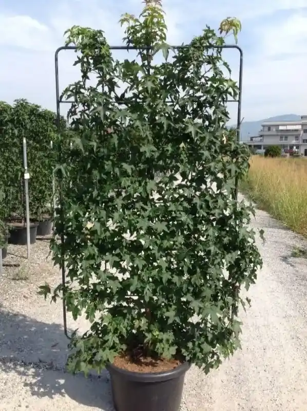 Amberboom als leivorm (Liquidambar styraciflua) | Nieuw gelanceerd