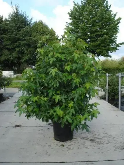 Fabrieksprijs | Amberboom als struik (Liquidambar styraciflua)