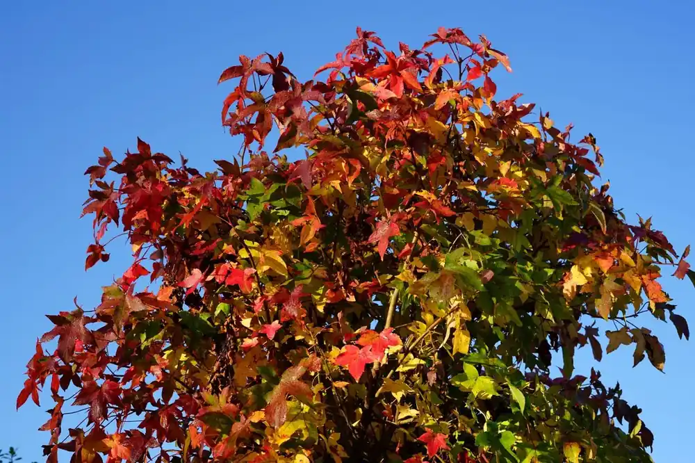 Liquidambar styraciflua ‘Pendula’ | Bespaar nu