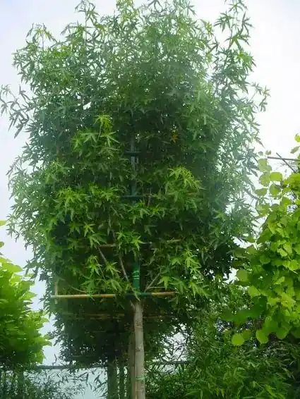 Deal | Amberboom als leiboom (Liquidambar styraciflua ‘Worplesdon‘)