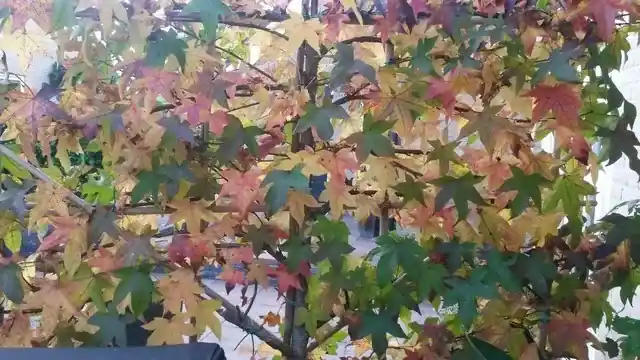 Amberboom als leiboom (Liquidambar styraciflua) | Nu beschikbaar